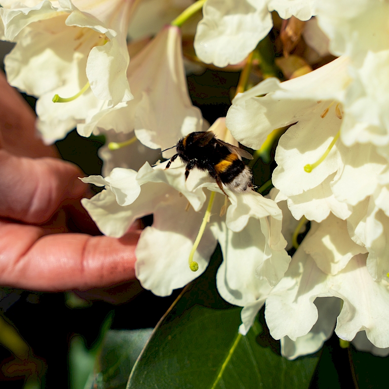 Zieht nutzbringende Insekten wie Bienen, Hummeln und Schmetterlinge magisch an - die INKARHO®-Dufthecke