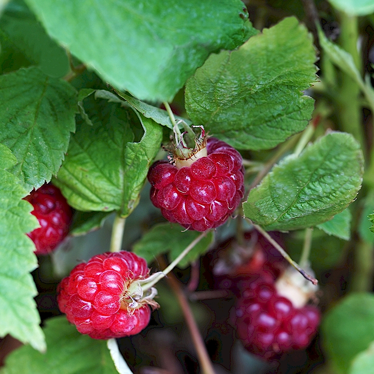 Ernten der Früchte der 4-Monats-Himbeere Lucky Berry® von Juli bis Oktober möglich