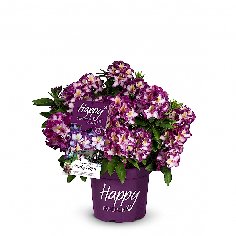 Begeistert mit seiner dreifarbigen Blüte – Happydendron®