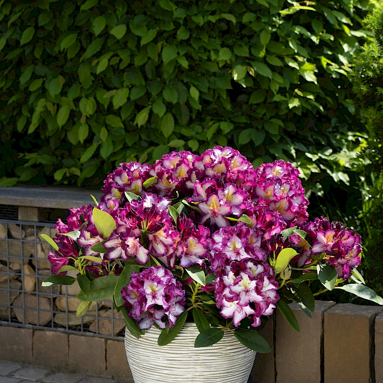 Glæder med sin trefarvede blomst - Happydendron® Pushy Purple
