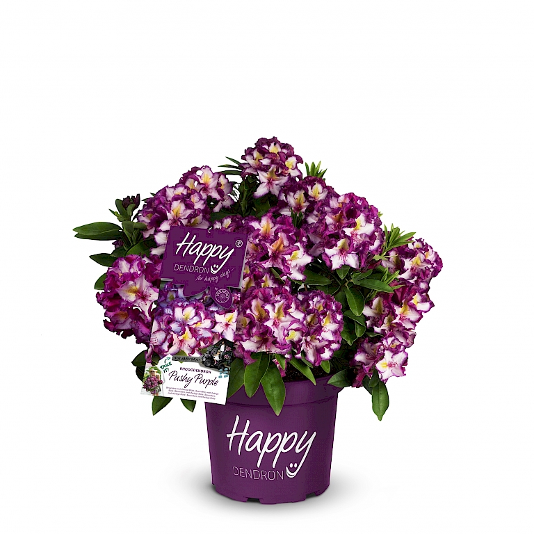 Happydendron® Pushy Purple van INKARHO®
