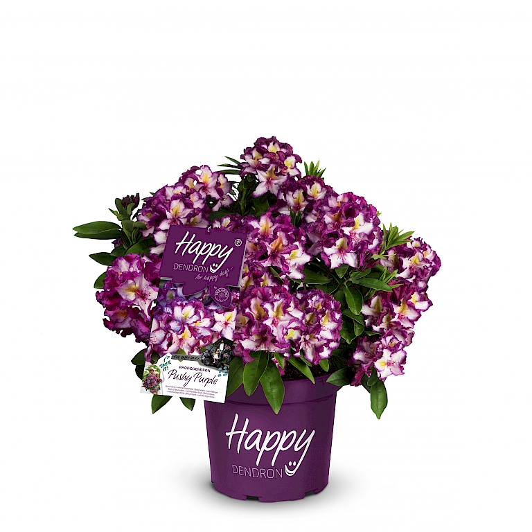Happydendron® Pushy Purple av INKARHO®