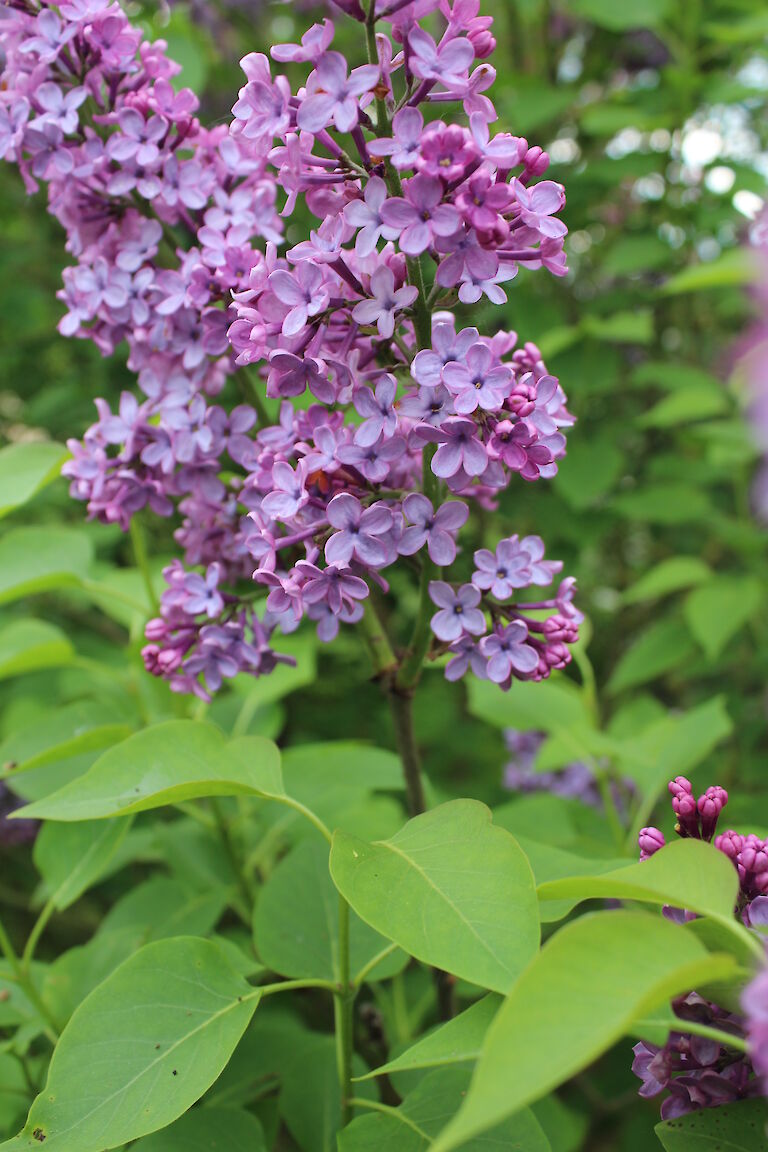 Syringa vulgaris 'Clarance D. v. Zandt'