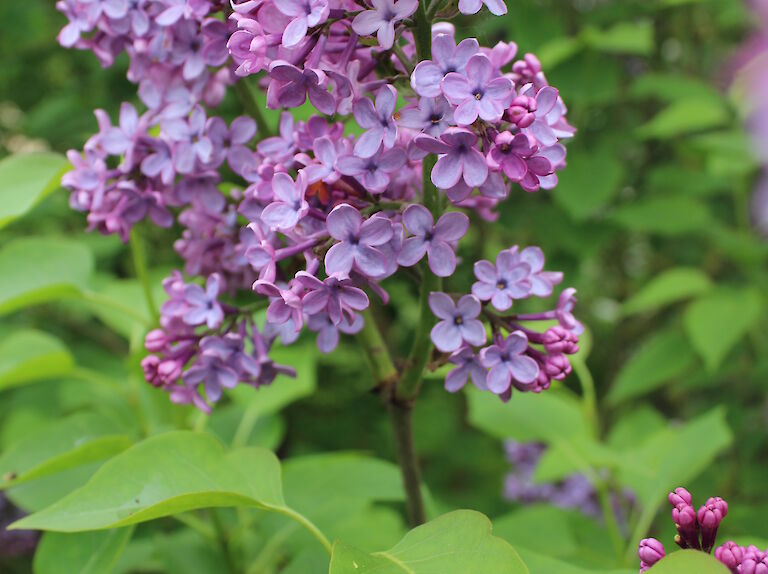 Syringa vulgaris 'Clarance D. v. Zandt'