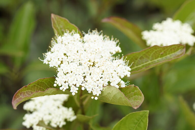 Viburnum nudum Winterthur