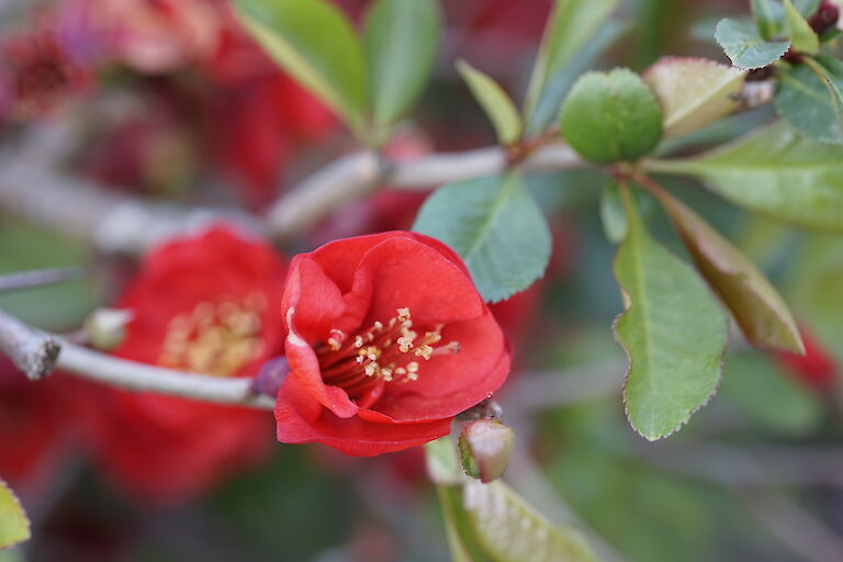 Chaenomeles japonica