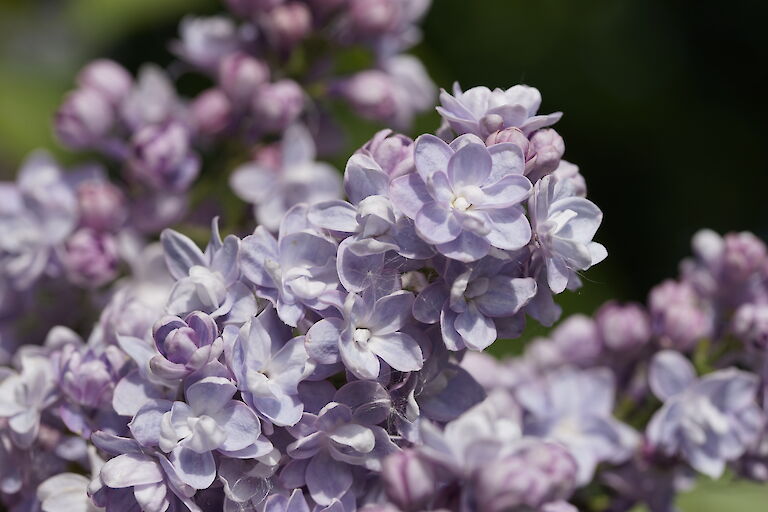 Syringa vulgaris Perle von Stuttgart