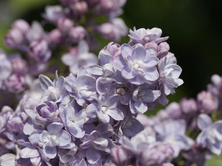 Syringa vulgaris Perle von Stuttgart