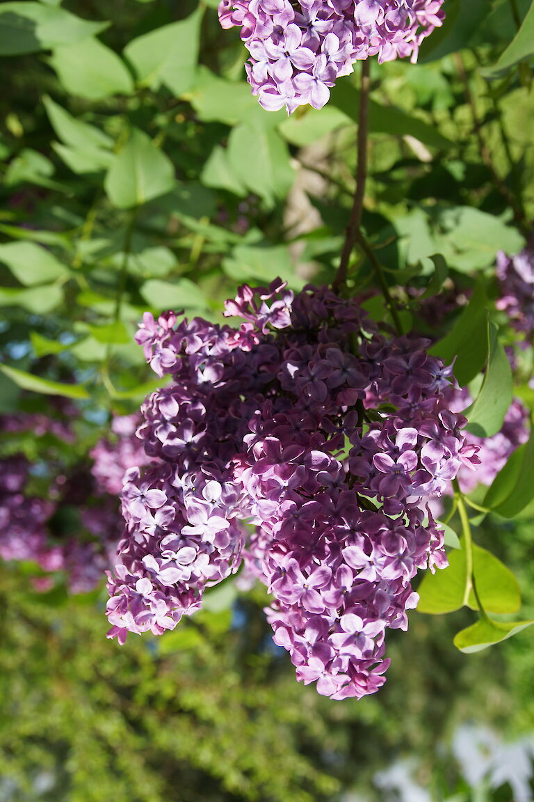 Syringa vulgaris Amor