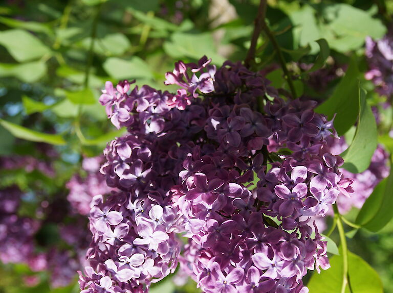 Syringa vulgaris Amor