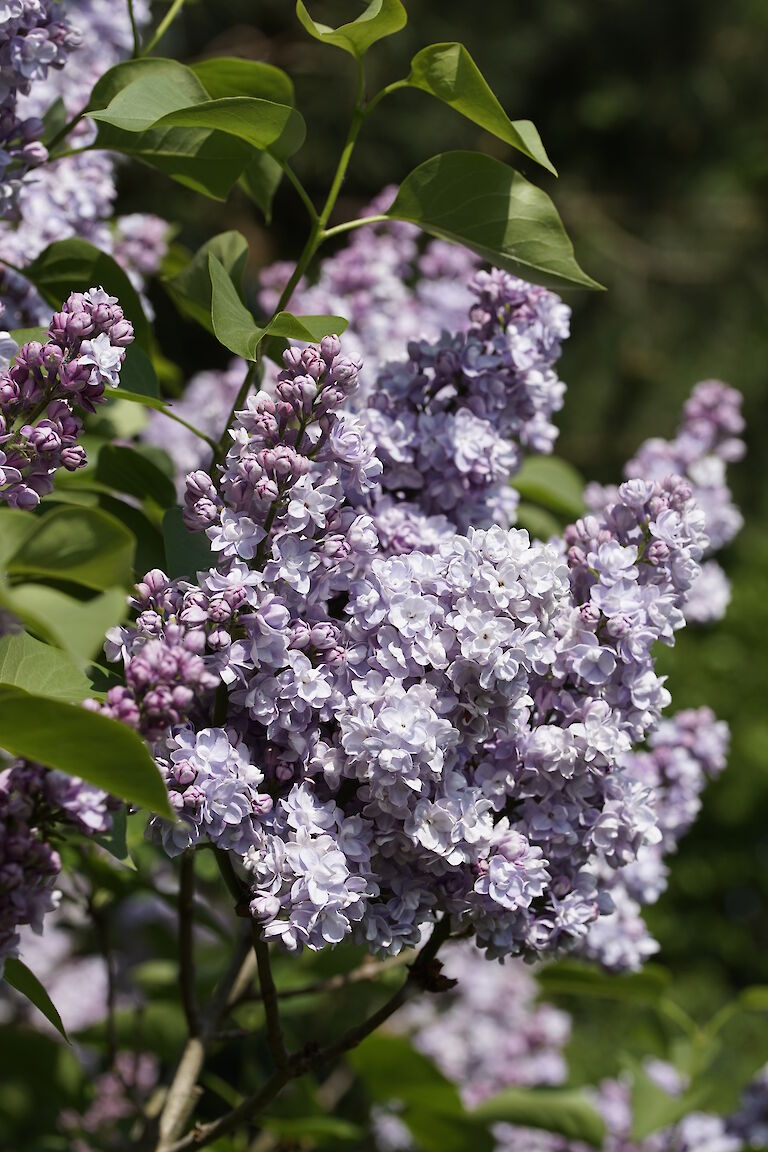 Syringa vulgaris Victor Lemoine