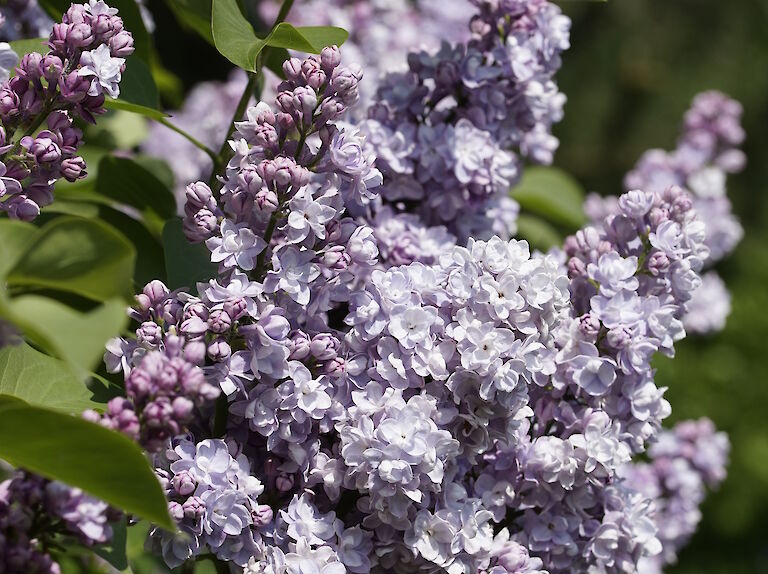 Syringa vulgaris Victor Lemoine