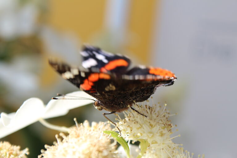 Hydrangea paniculata 'Butterfly' Insekt