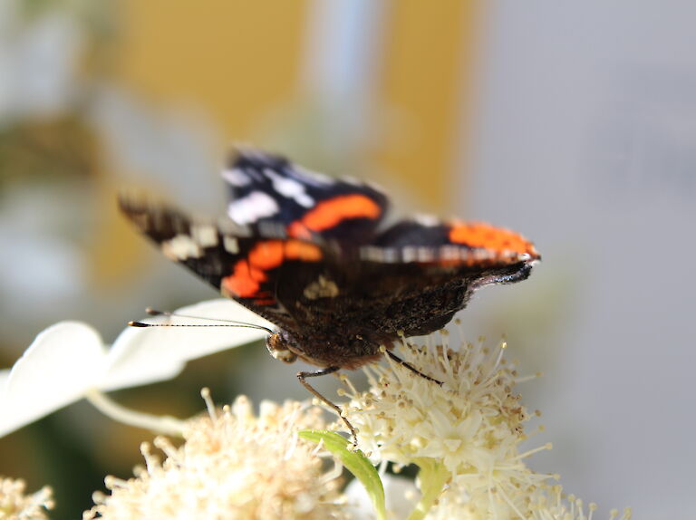 Hydrangea paniculata 'Butterfly' Insekt