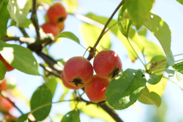 Malus 'Red Sentinel'