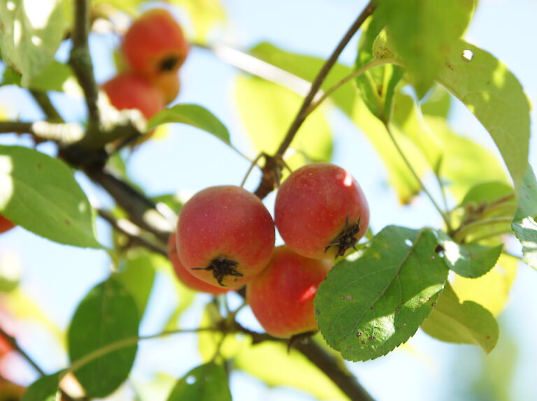 Malus 'Red Sentinel'