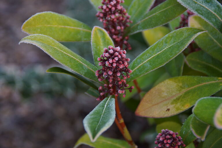 Skimmia japonica Winter