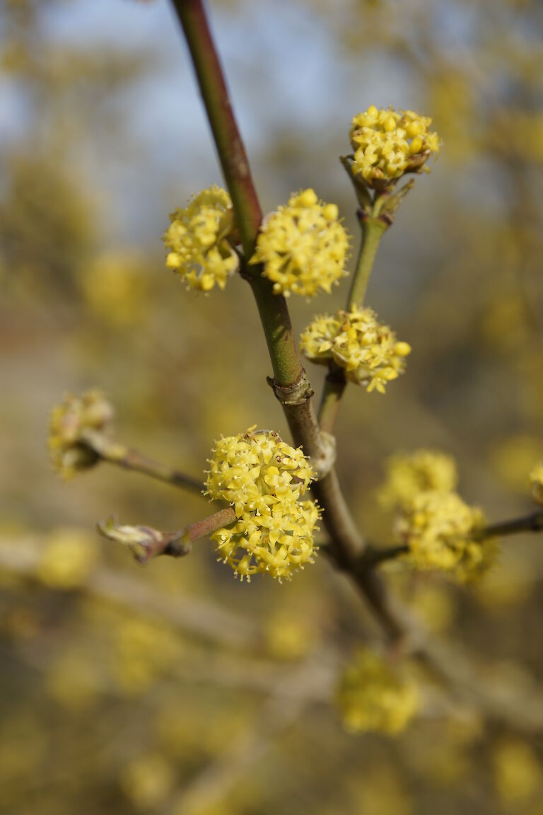 Cornus mas 'Golden Glory'