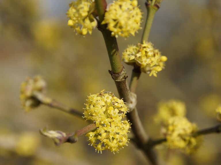 Cornus mas 'Golden Glory'