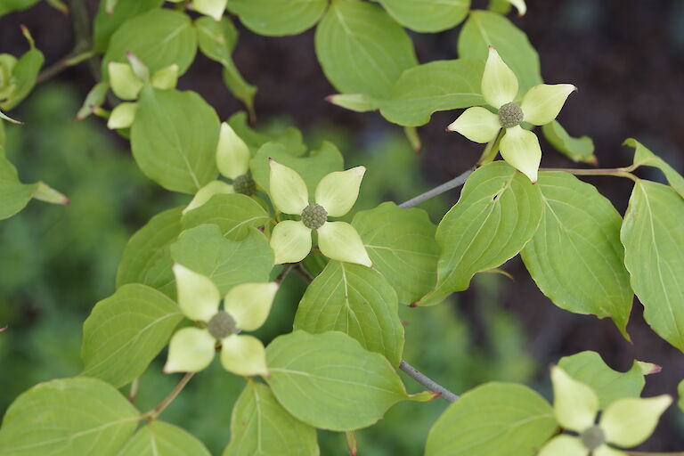 Cornus kousa Weiße Fontäne