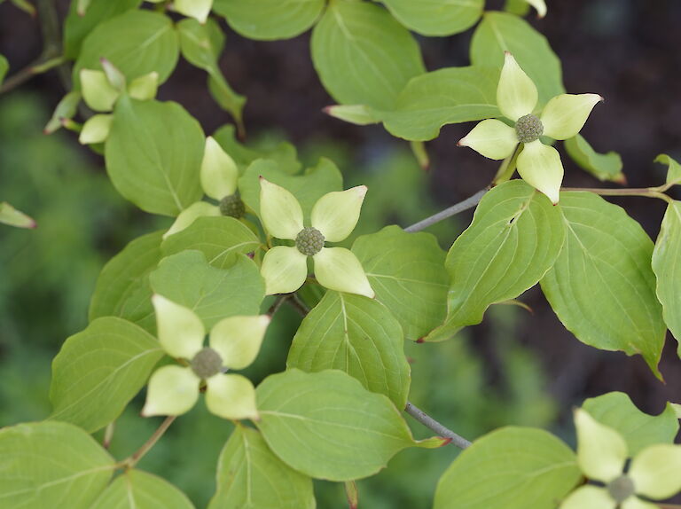 Cornus kousa Weiße Fontäne