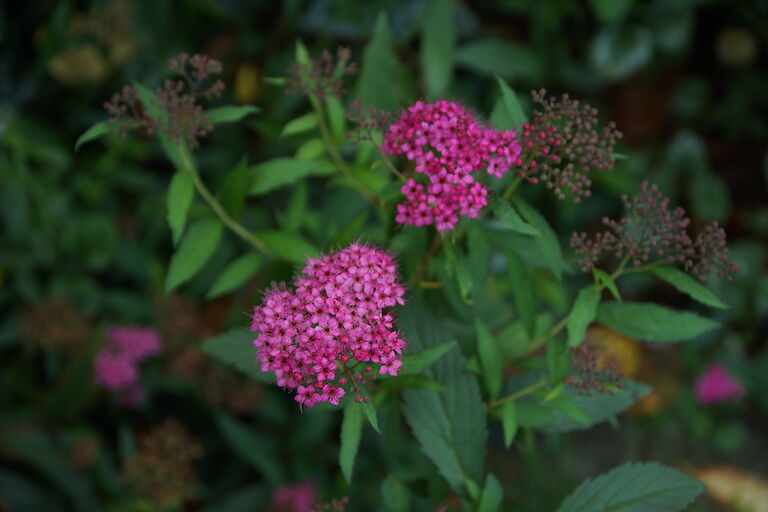 Spiraea japonica