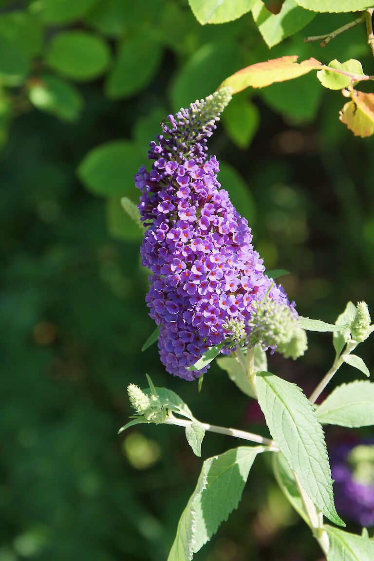 Buddleja davidii lila