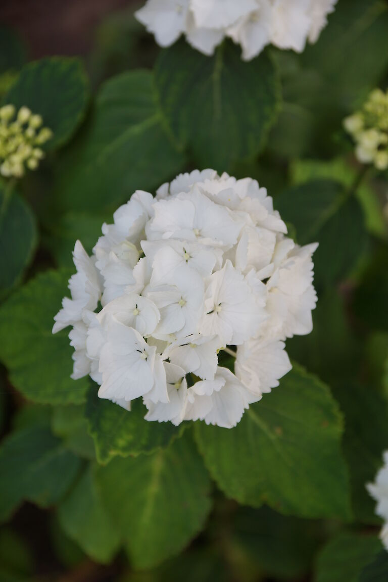  Hydrangea macrophylla