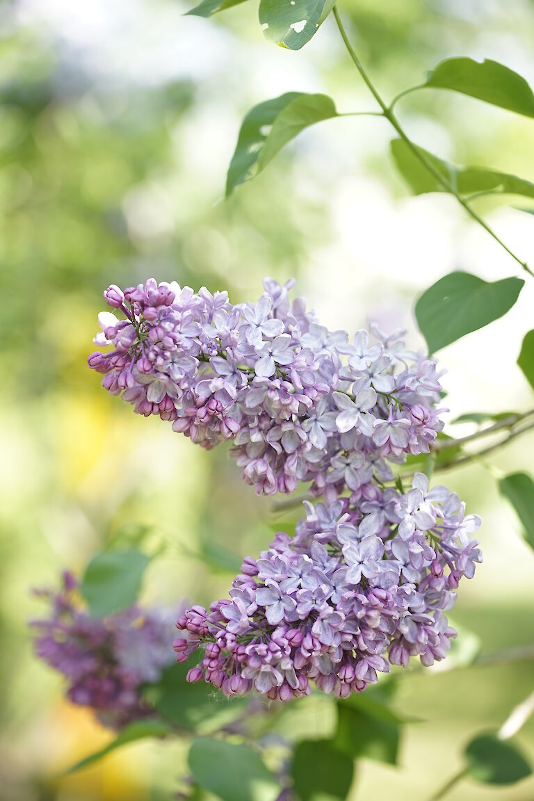 Syringa prestonia Dawn