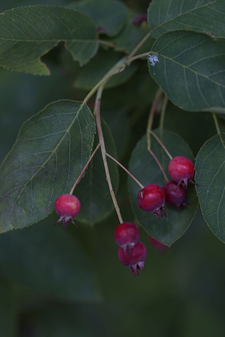 Amelanchier lamarckii