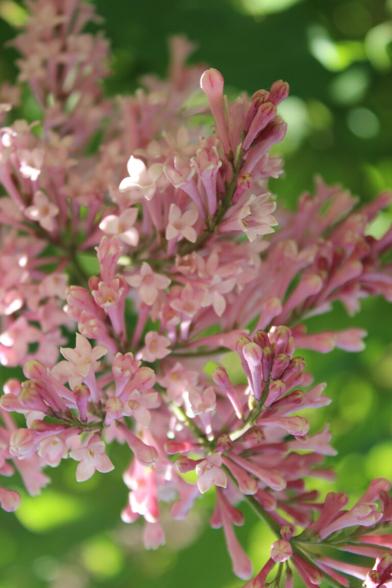 Syringa meyeri 'Palibin'