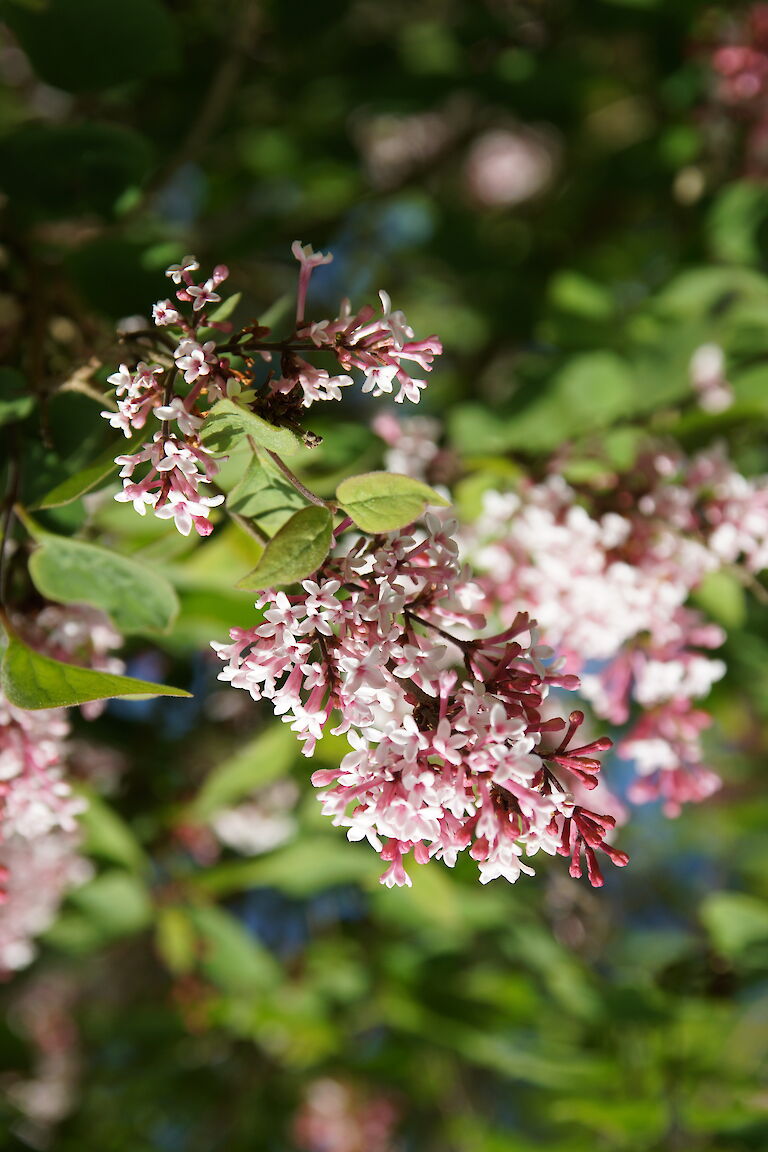 Syringa microphylla 'Superba'