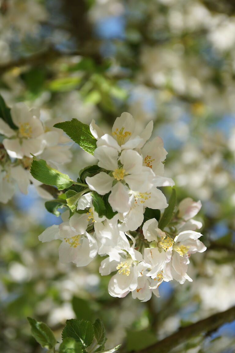 Malus 'Roter Eiserapfel'