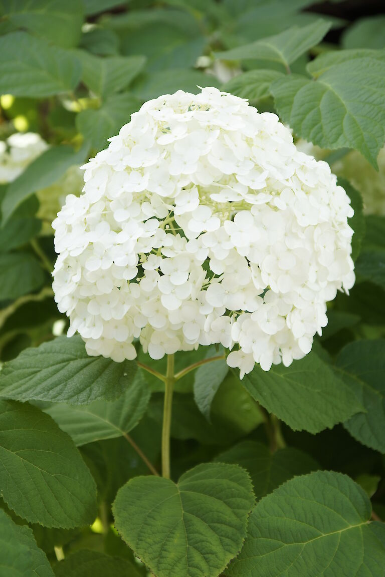 Hydrangea arborescens 'Incrediball'