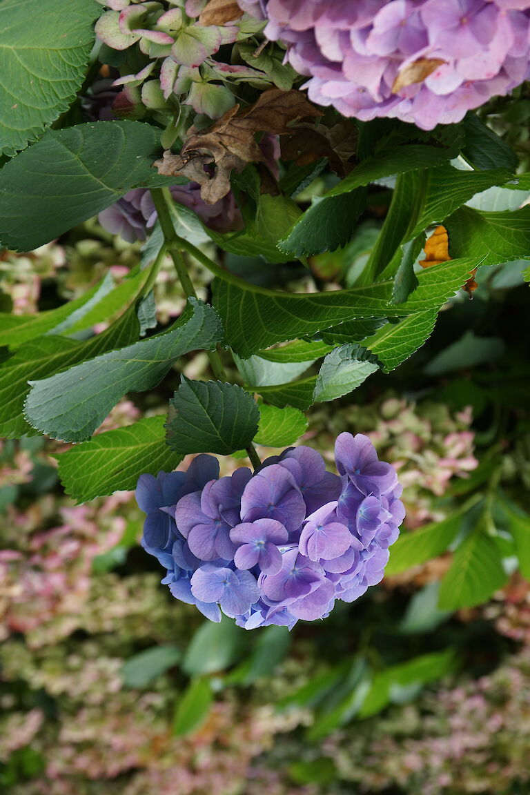 Hydrangea macrophylla 'Forever Blue'