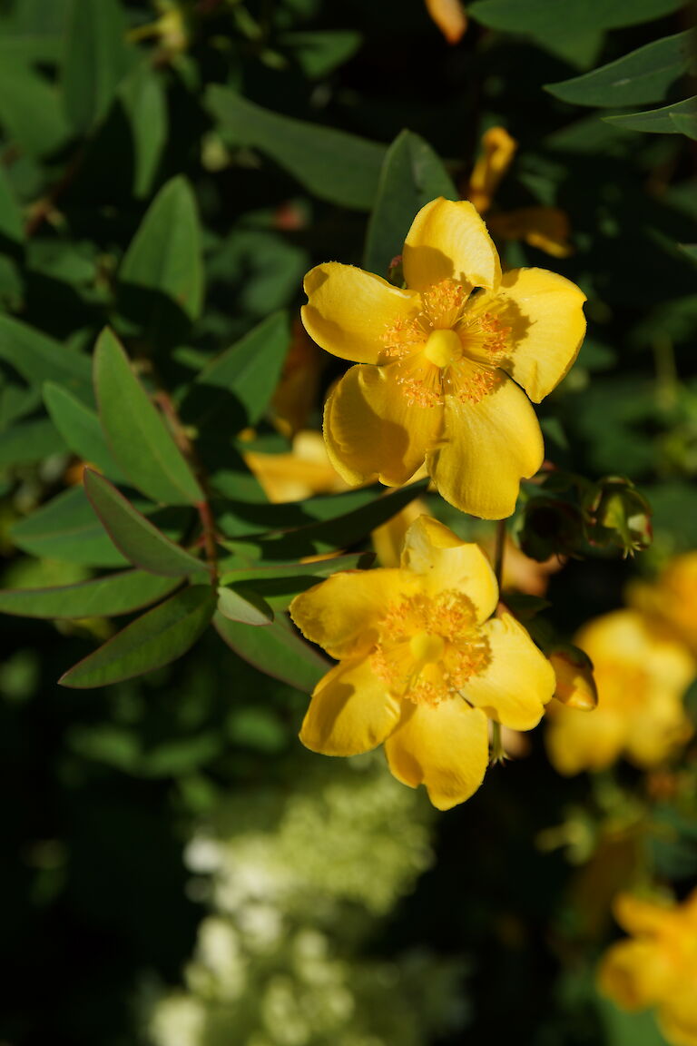 Hypericum 'Hidcote'