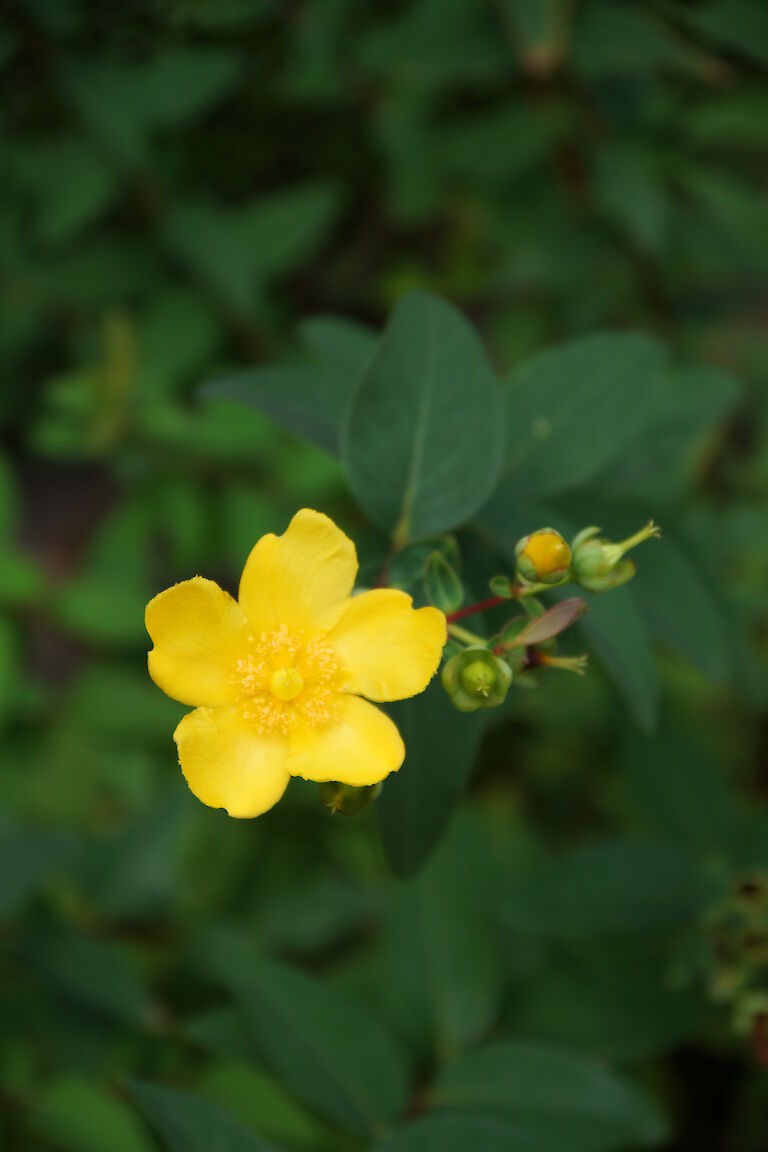 Hypericum 'Hidcote'