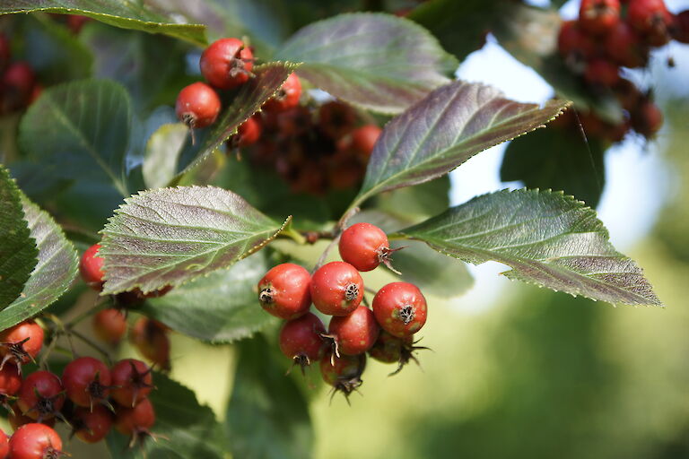 Sorbus aria