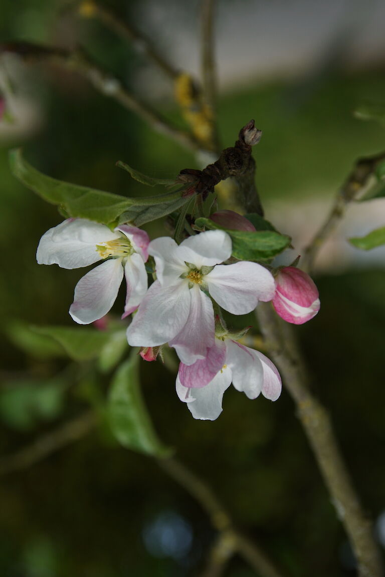 Malus sylvestris 'Stedinger Prinz'