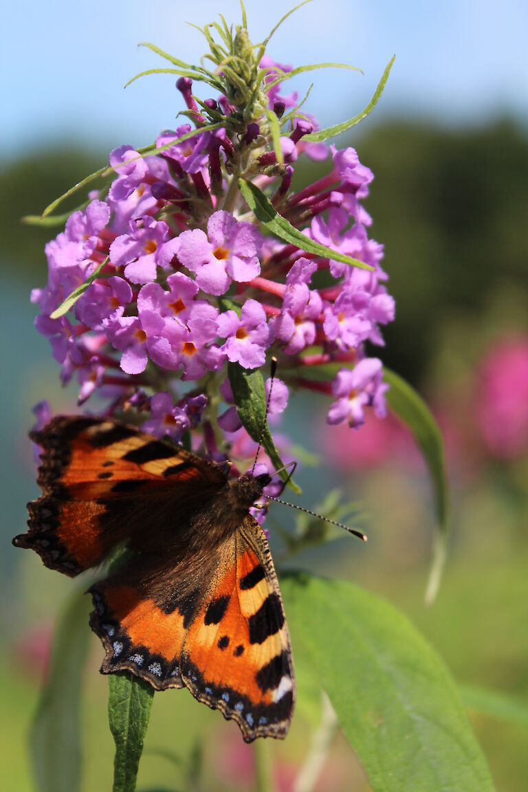 Buddleja Insekt