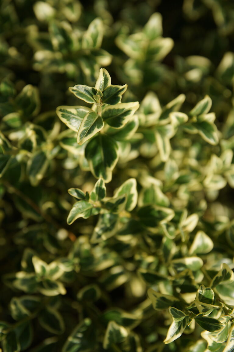 Buxus sempervirens 'Elegantissima'