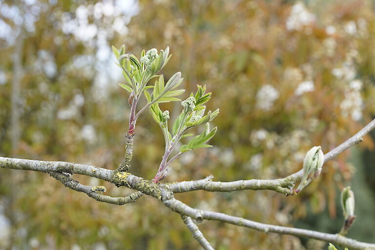 Sorbus aucuparia