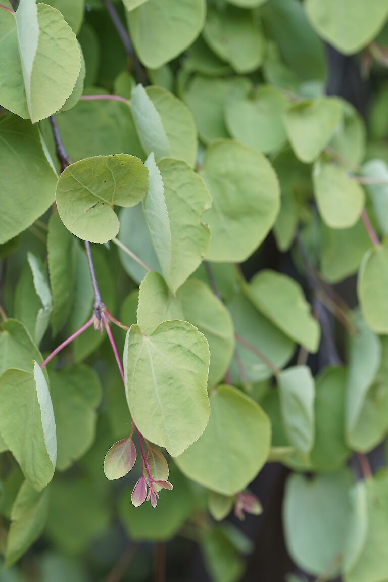 Cercidiphyllum japonicum Pendula