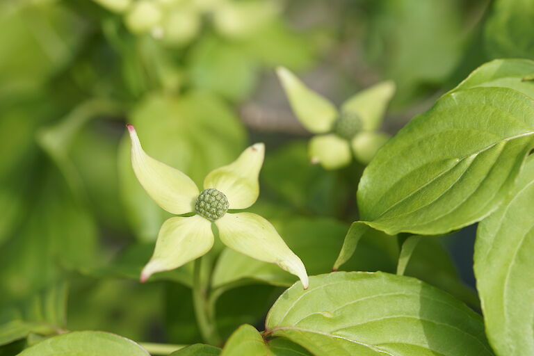 Cornus kousa var. chinensis Eurostar