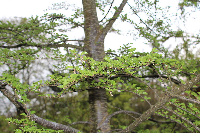 Nothofagus antarctica