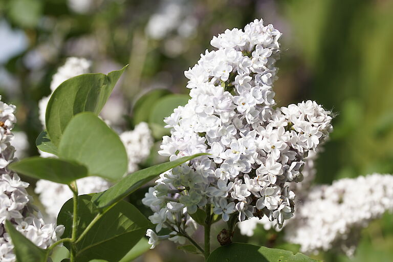 Syringa vulgaris Glory