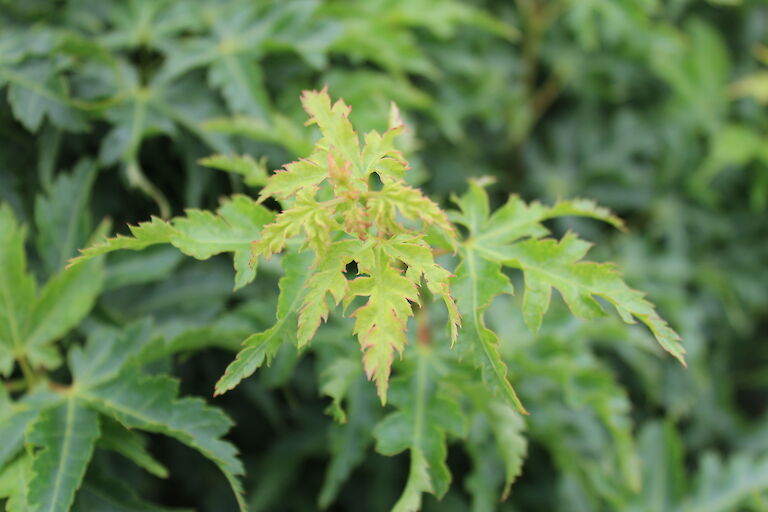 Acer palmatum 'Shishigashira'