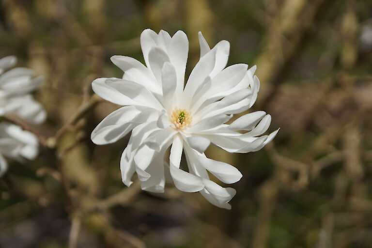 Magnolia 'Powder Puff'