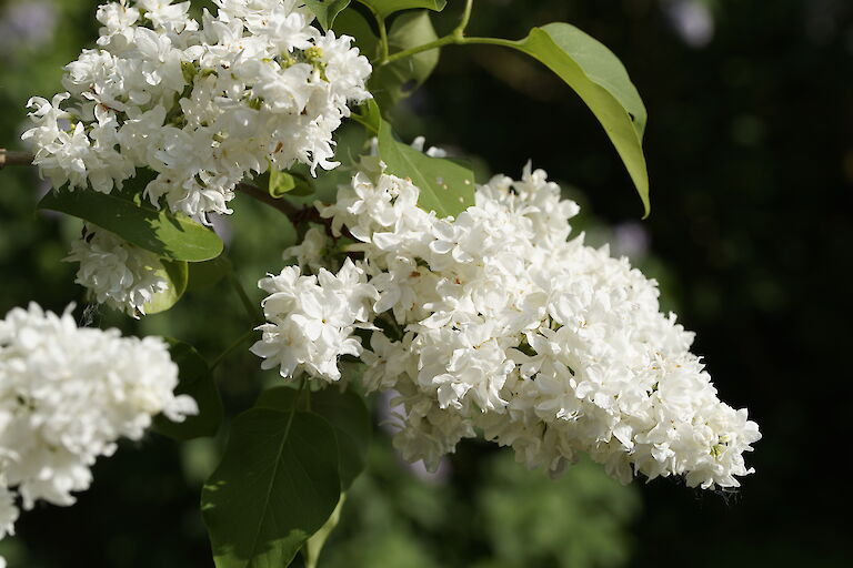 Syringa vulgaris Primrose