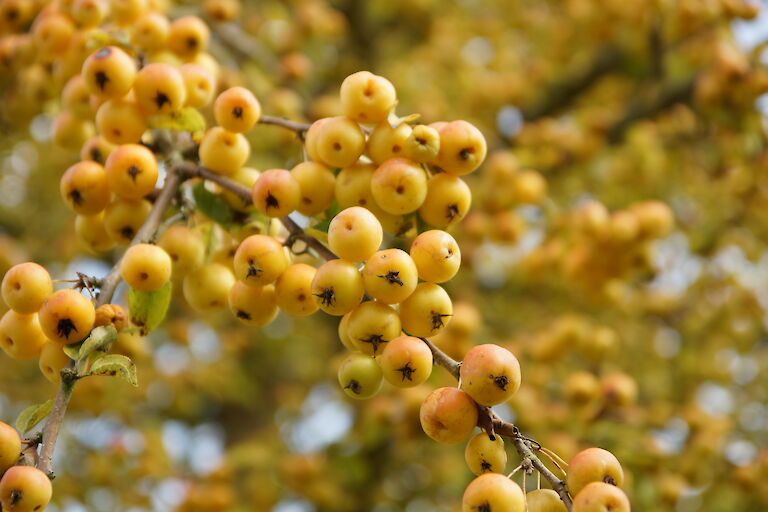 Malus 'Butterball'